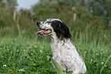 SETTER ANGLAIS 301